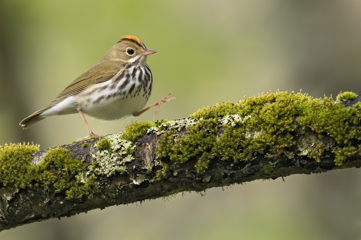 Ovenbird - ML627956475