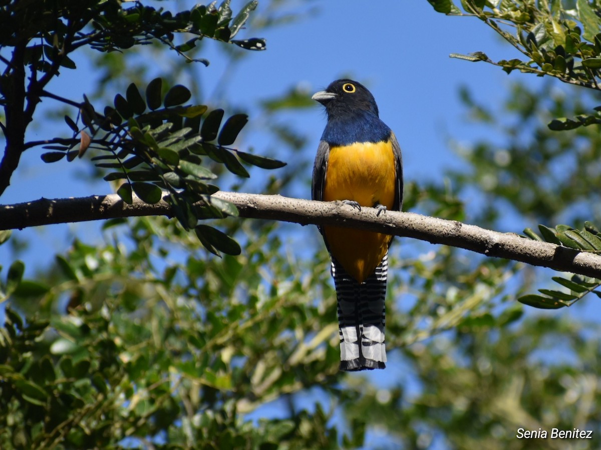 Gartered Trogon - ML627956479