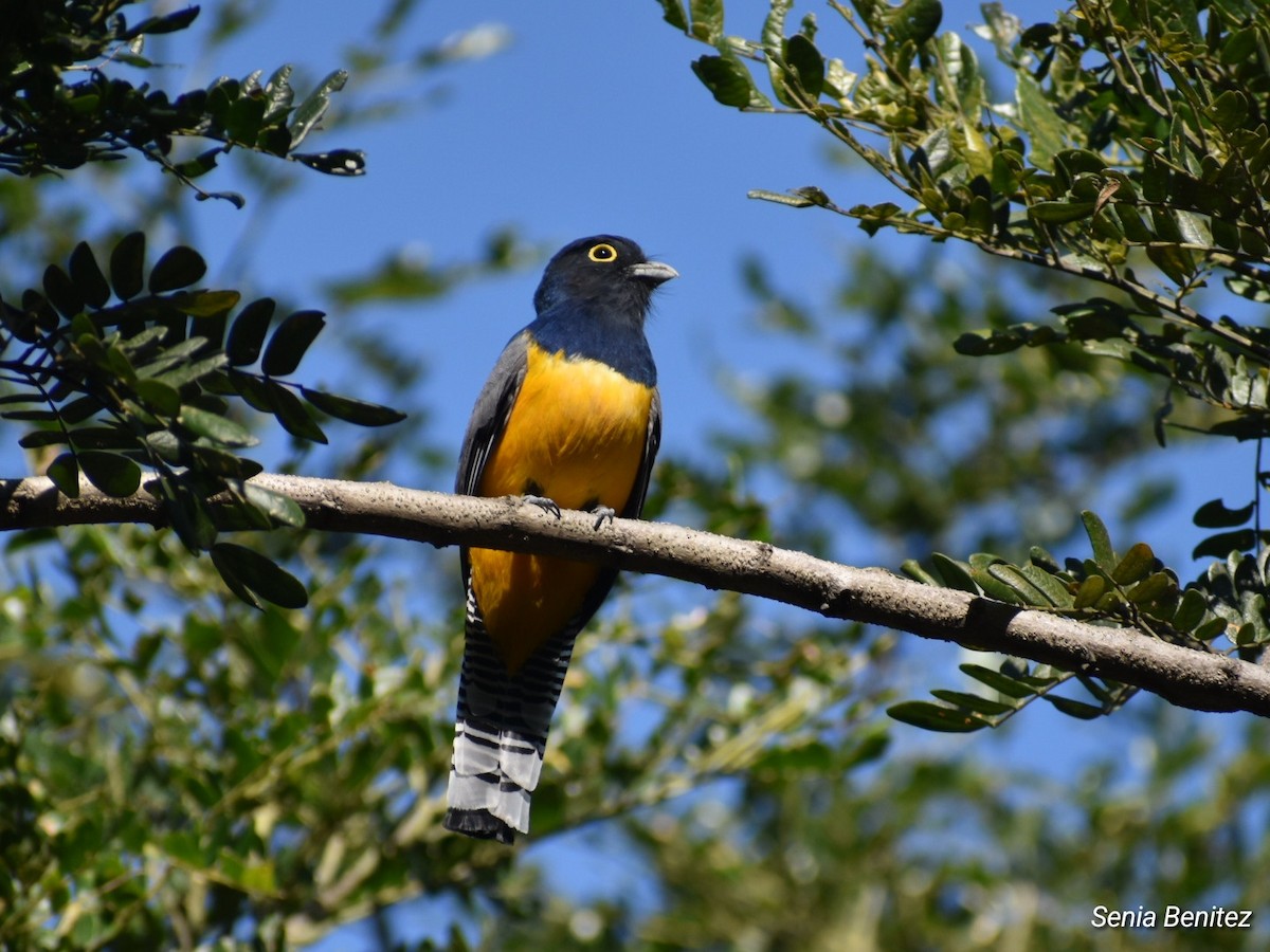 Gartered Trogon - ML627956480