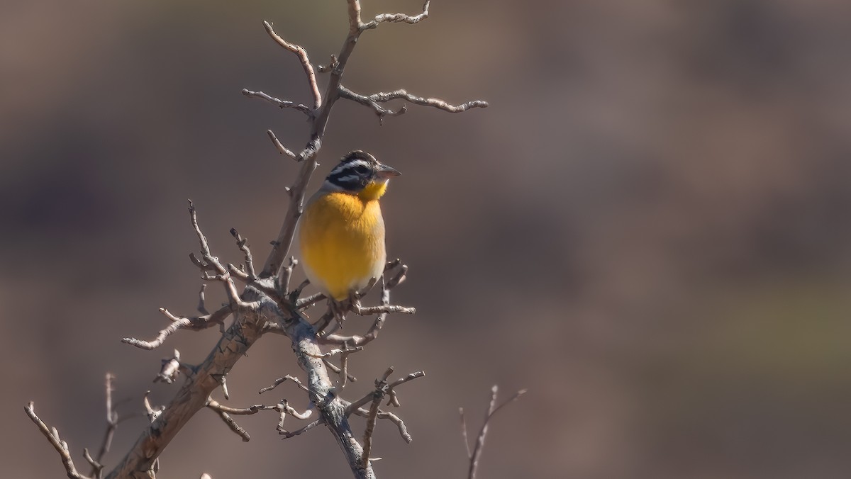 Golden-breasted Bunting - ML627956492