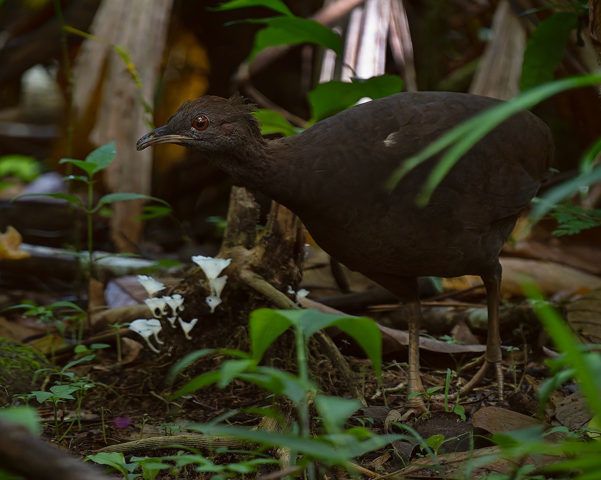 Cinereous Tinamou - ML627956502