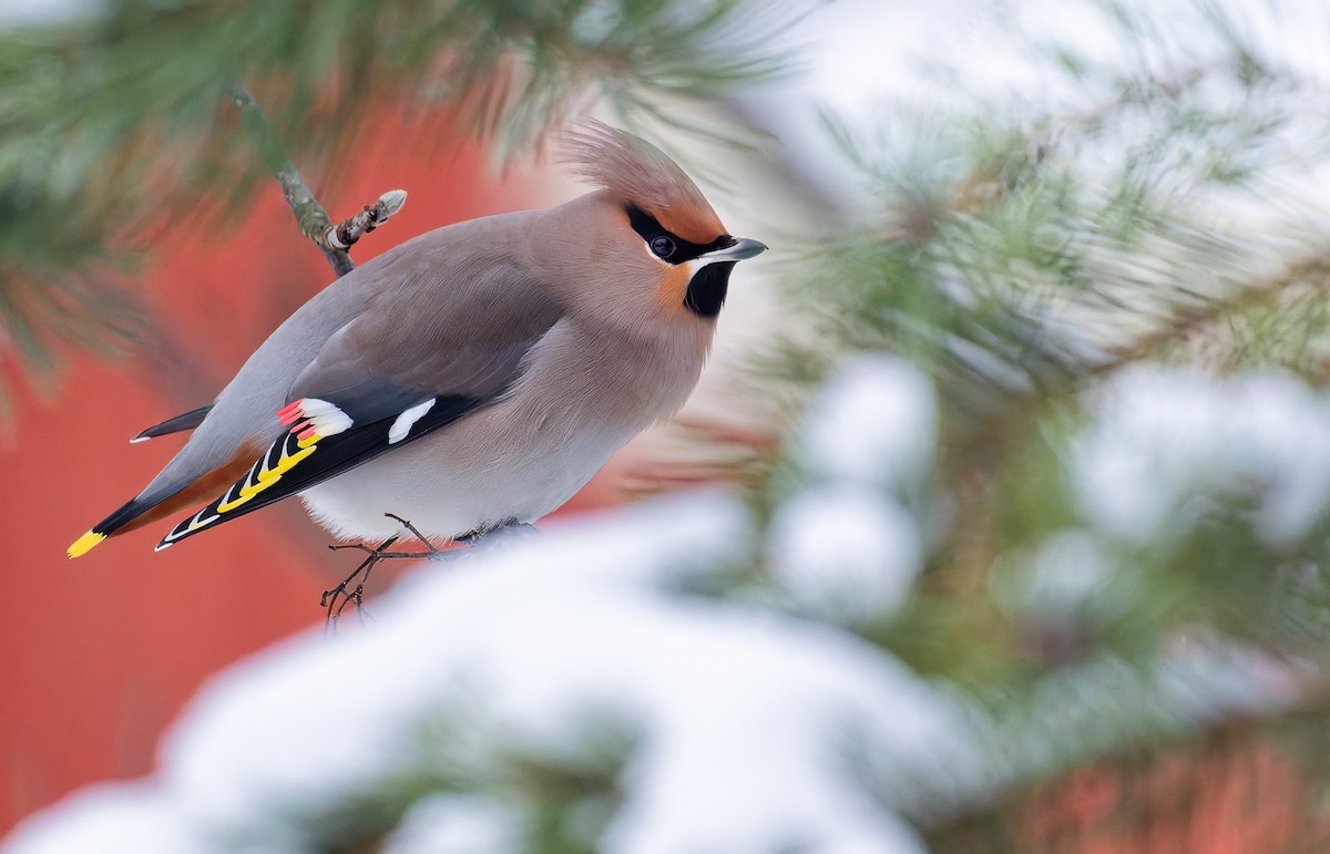 Bohemian Waxwing - ML627956532