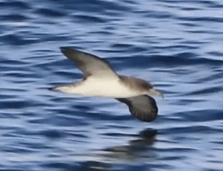 Cory's/Scopoli's Shearwater - ML627956573