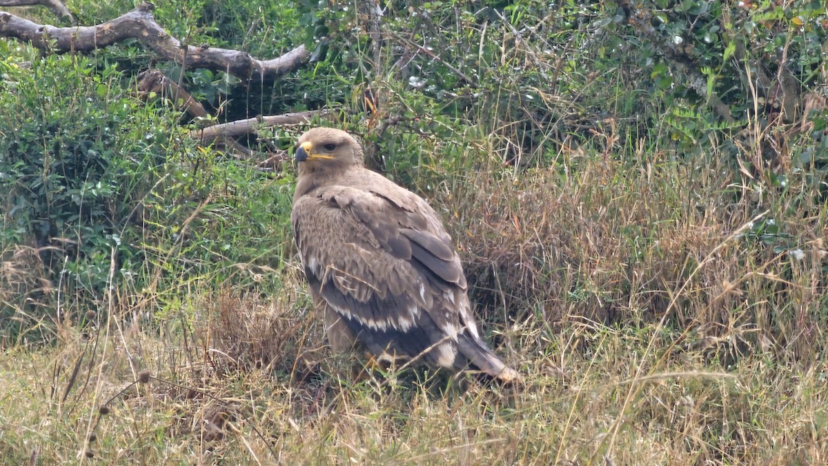 Tawny Eagle - ML627956580