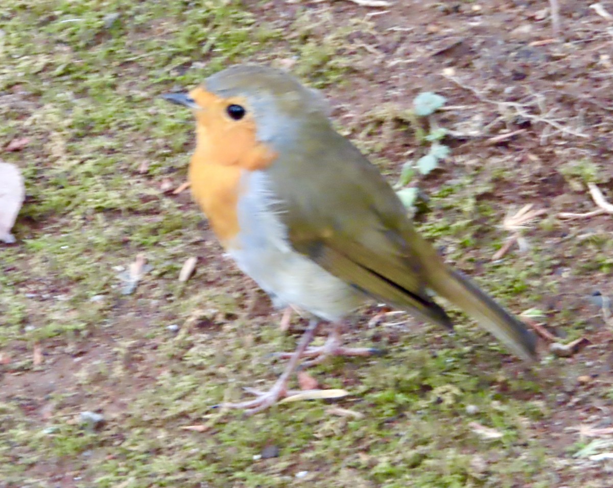 European Robin - ML627956603