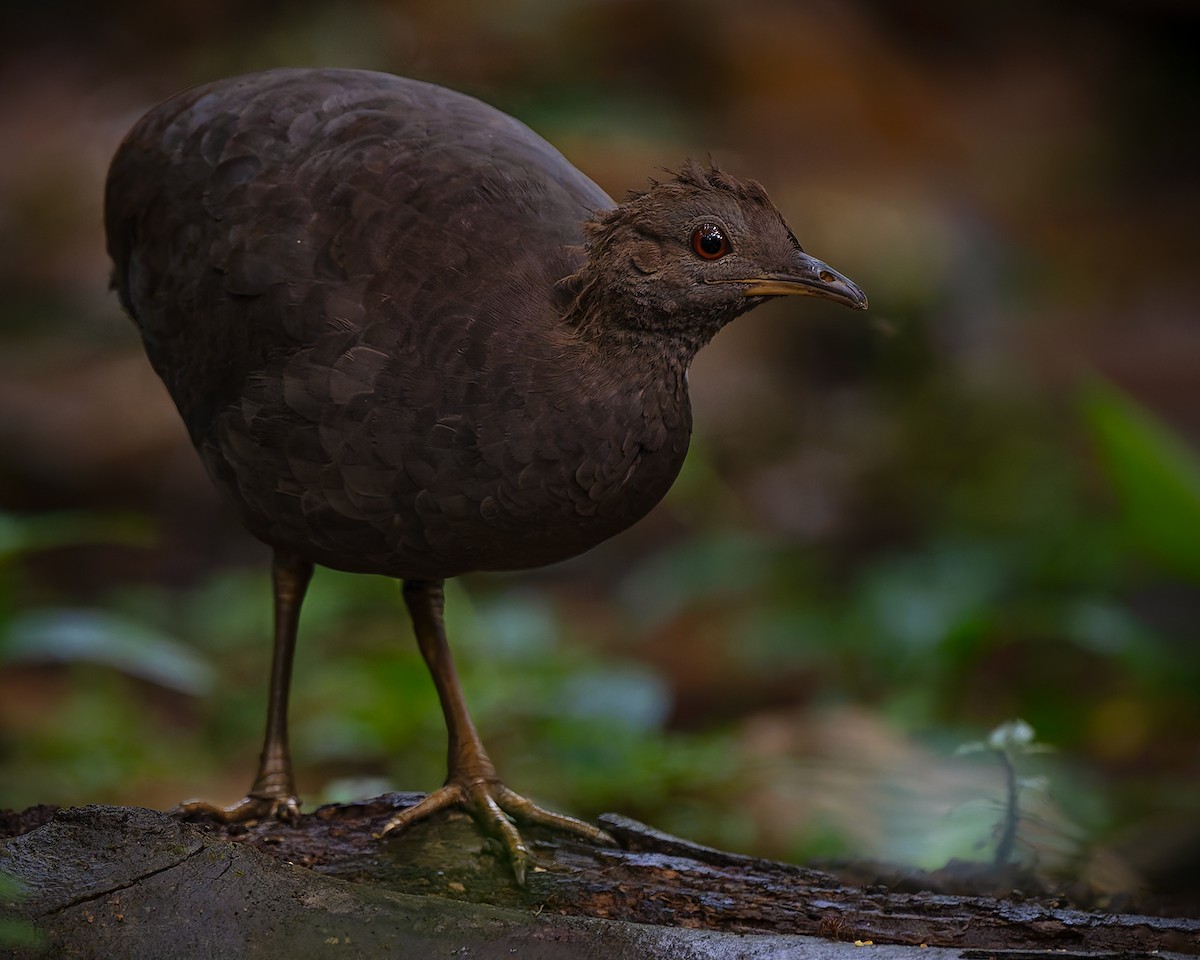 Cinereous Tinamou - ML627956612