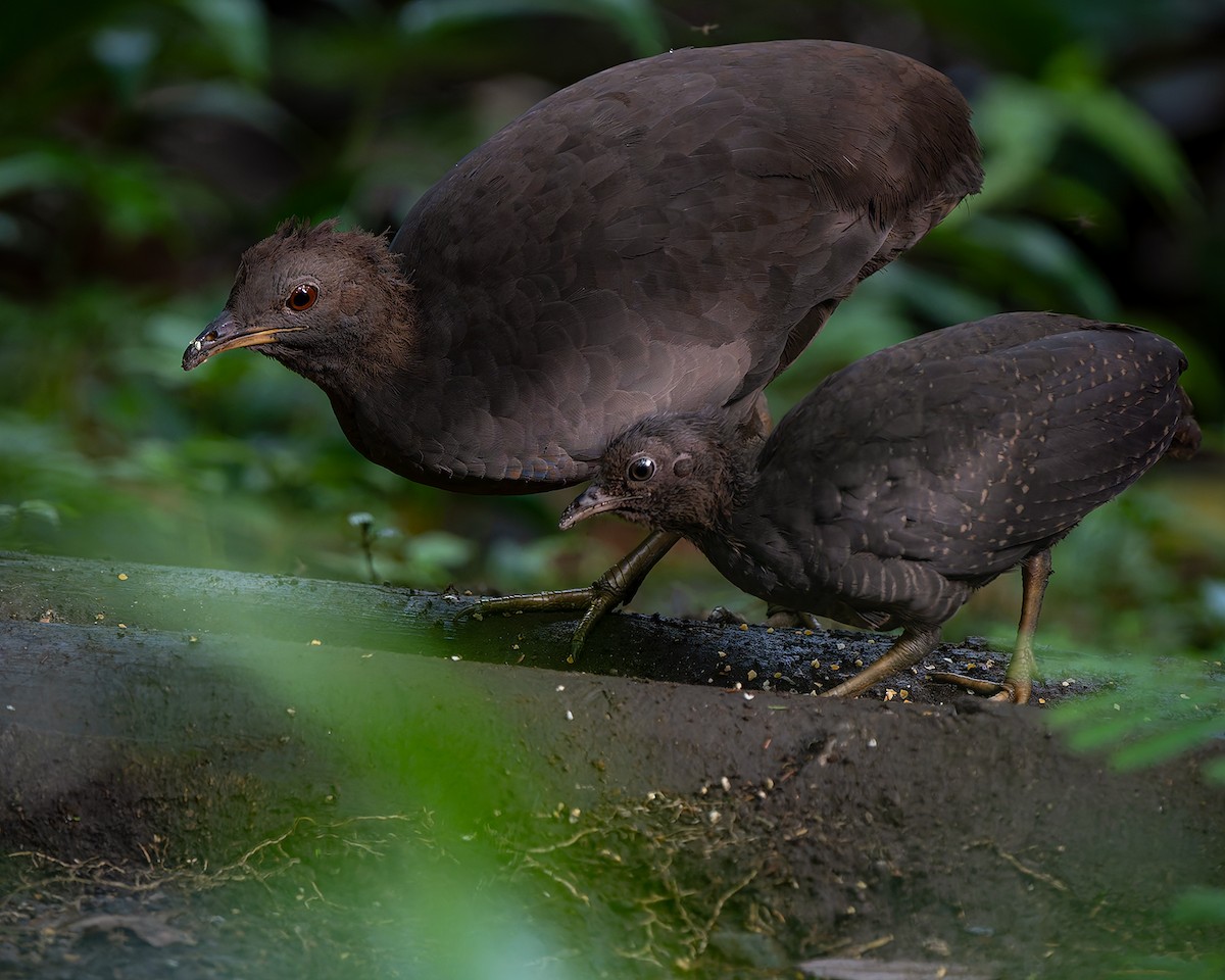 Cinereous Tinamou - ML627956613