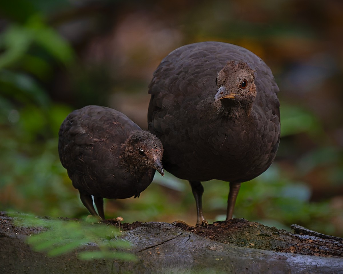 Cinereous Tinamou - ML627956614