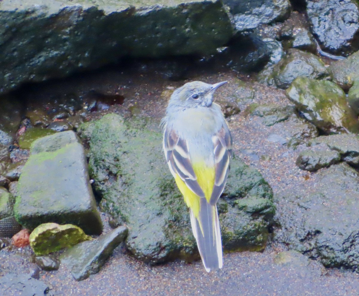 Gray Wagtail - ML627956632