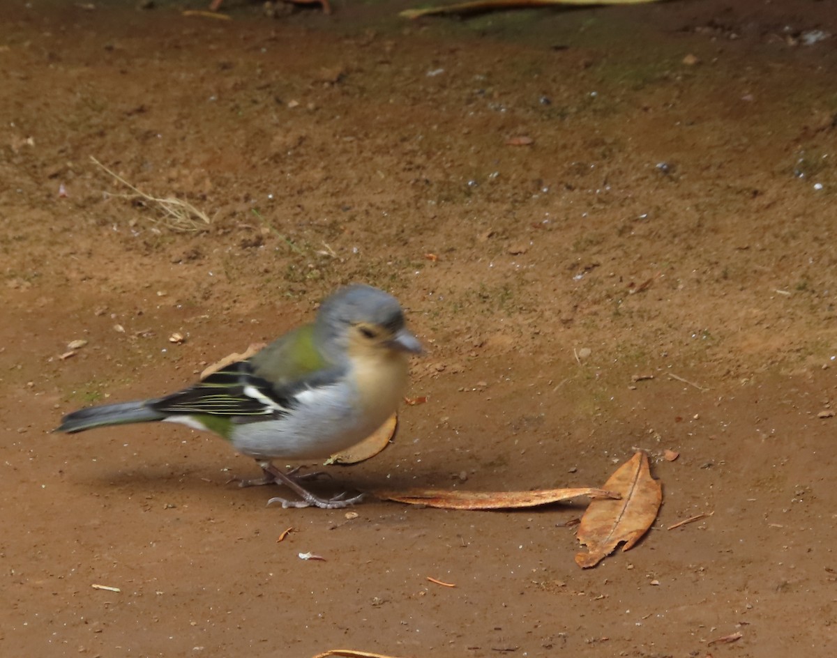 Azores Chaffinch - ML627956653