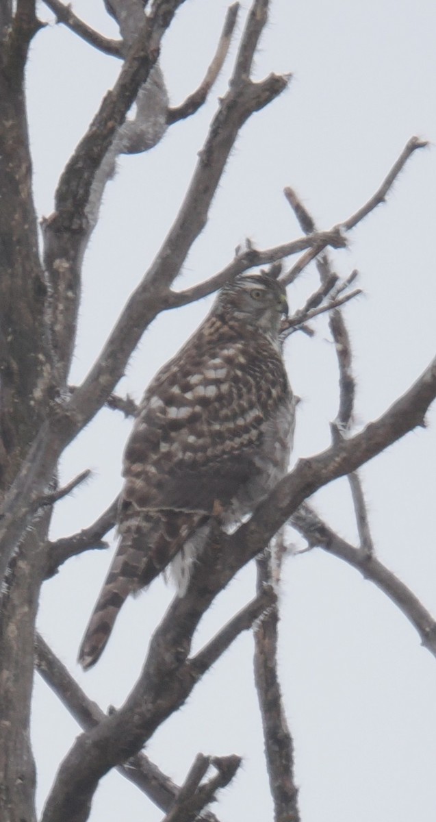 American Goshawk - ML627956676