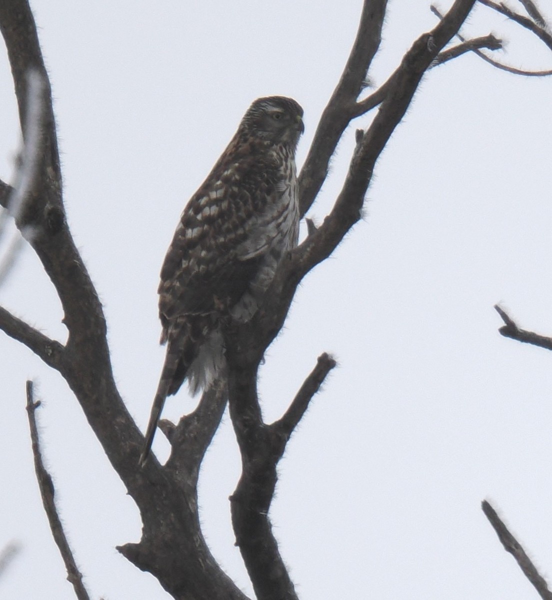 American Goshawk - ML627956678