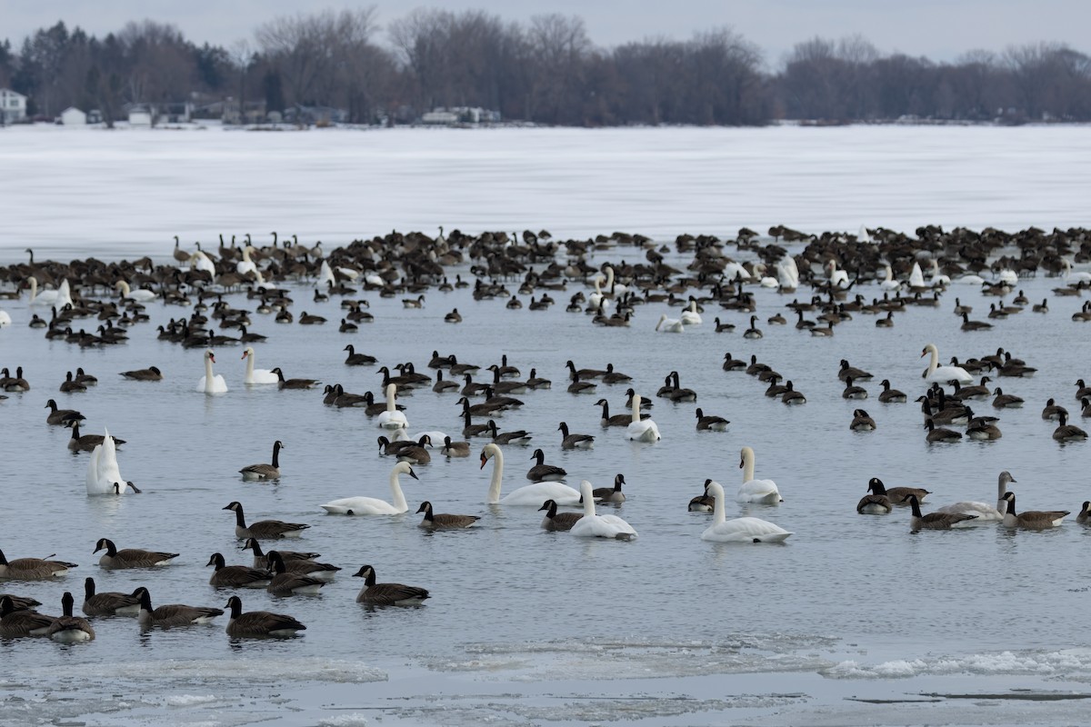 Canada Goose - ML627956704