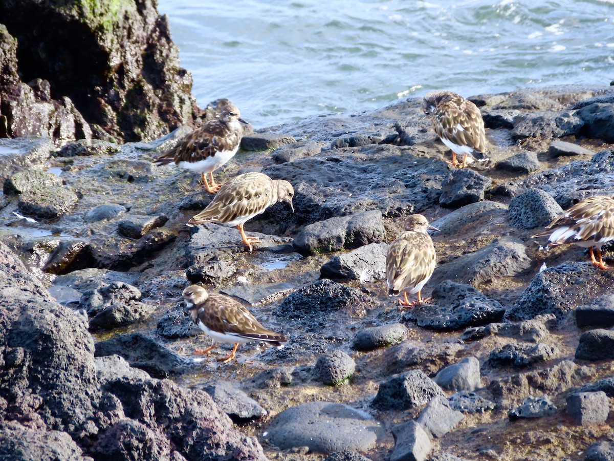 Ruddy Turnstone - ML627956707