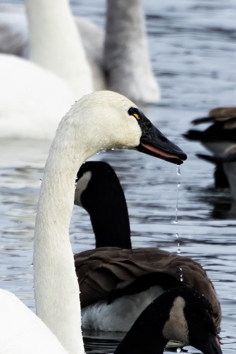 Tundra Swan - ML627956803