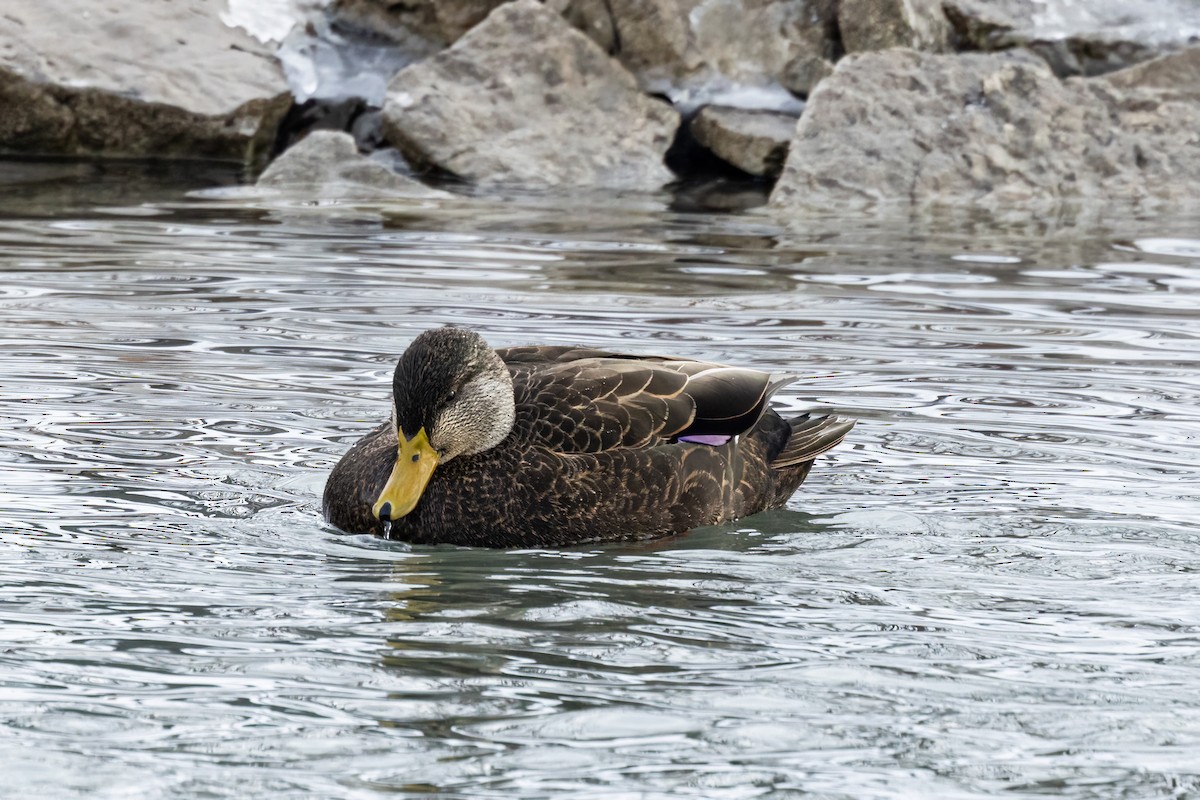 American Black Duck - ML627956874