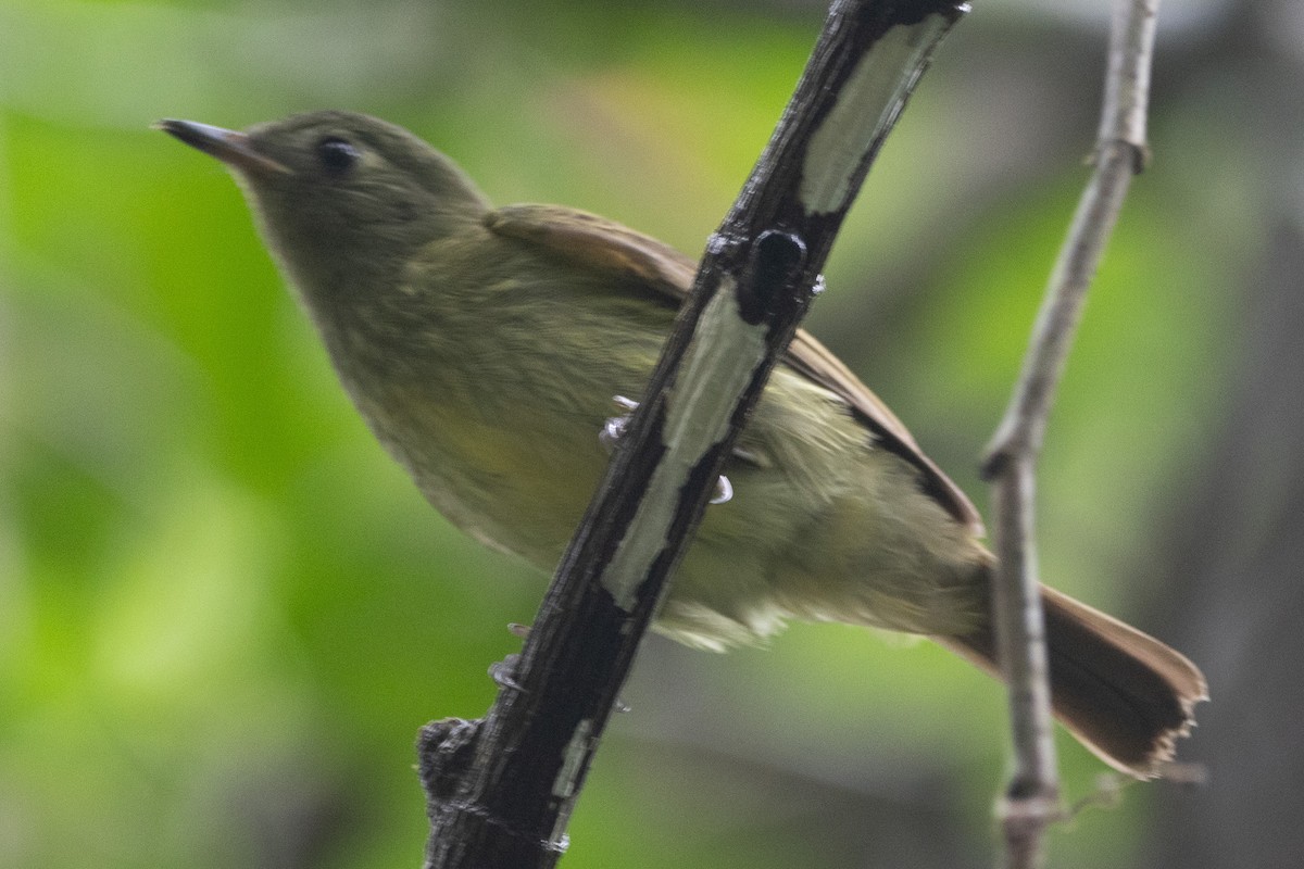 Olive-streaked Flycatcher - ML627956909