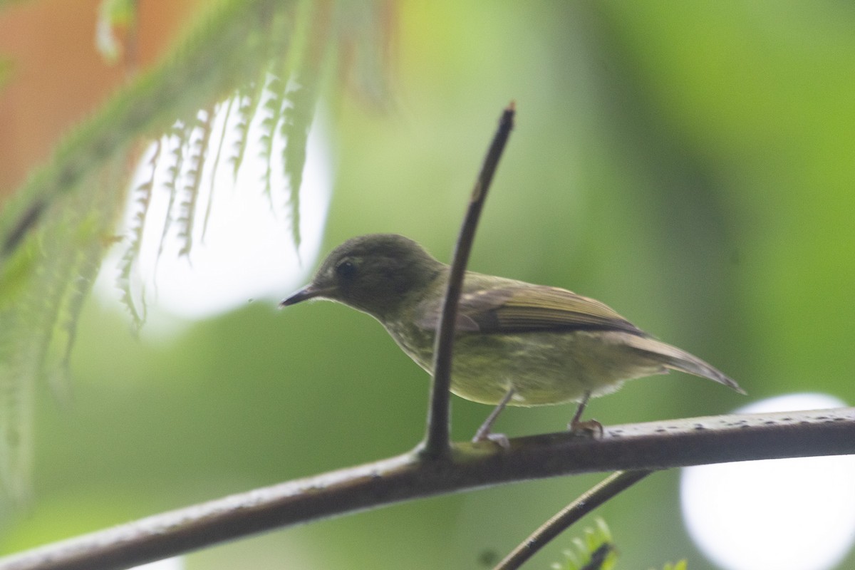 Olive-streaked Flycatcher - ML627956913