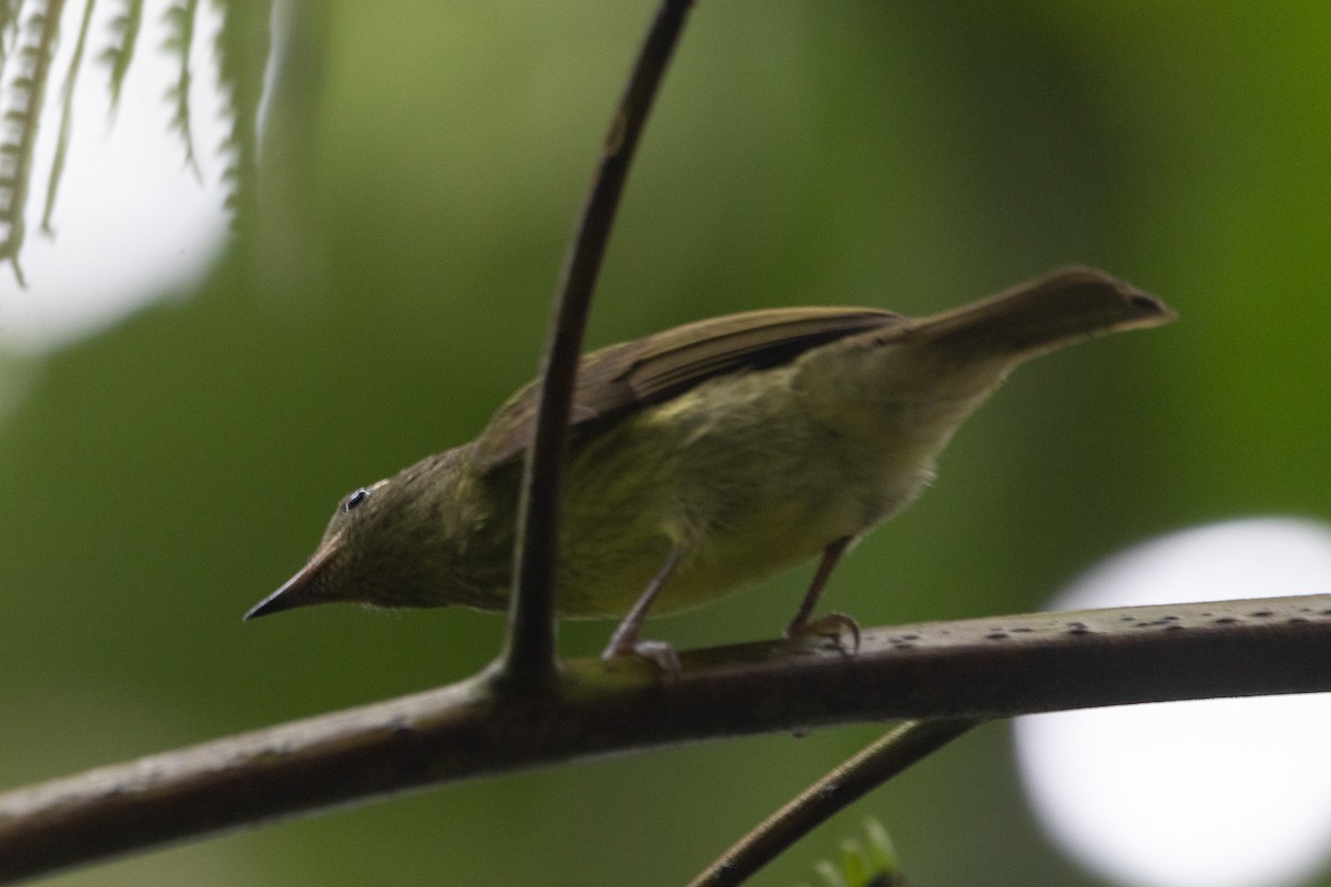 Olive-streaked Flycatcher - ML627956922