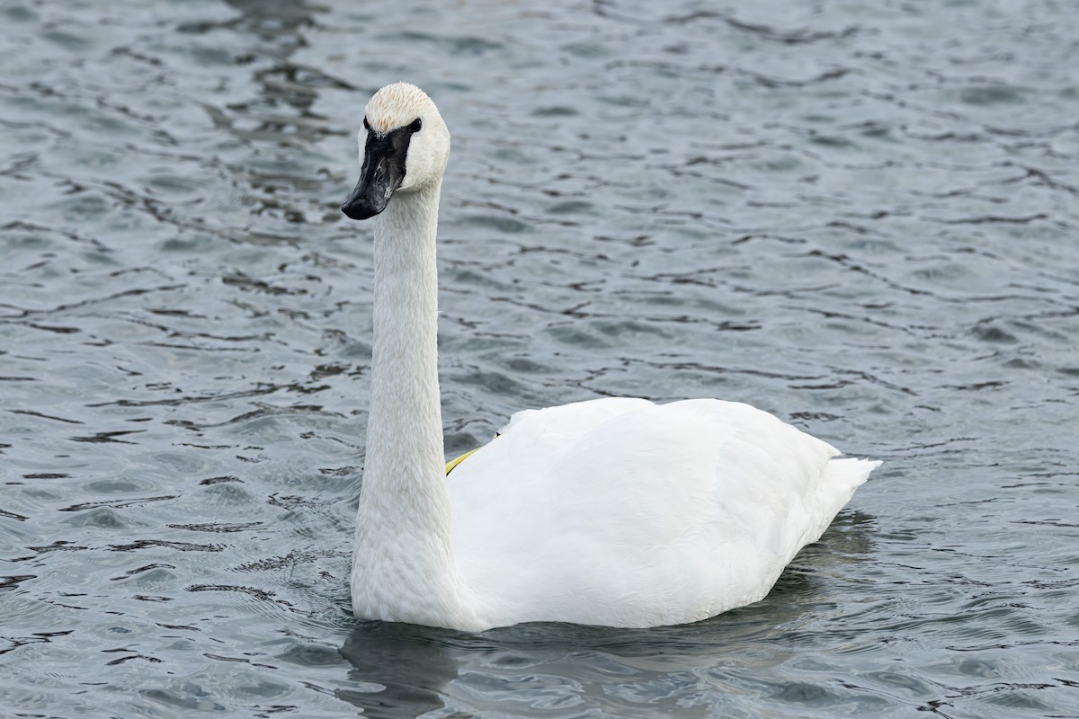 Trumpeter Swan - ML627956935