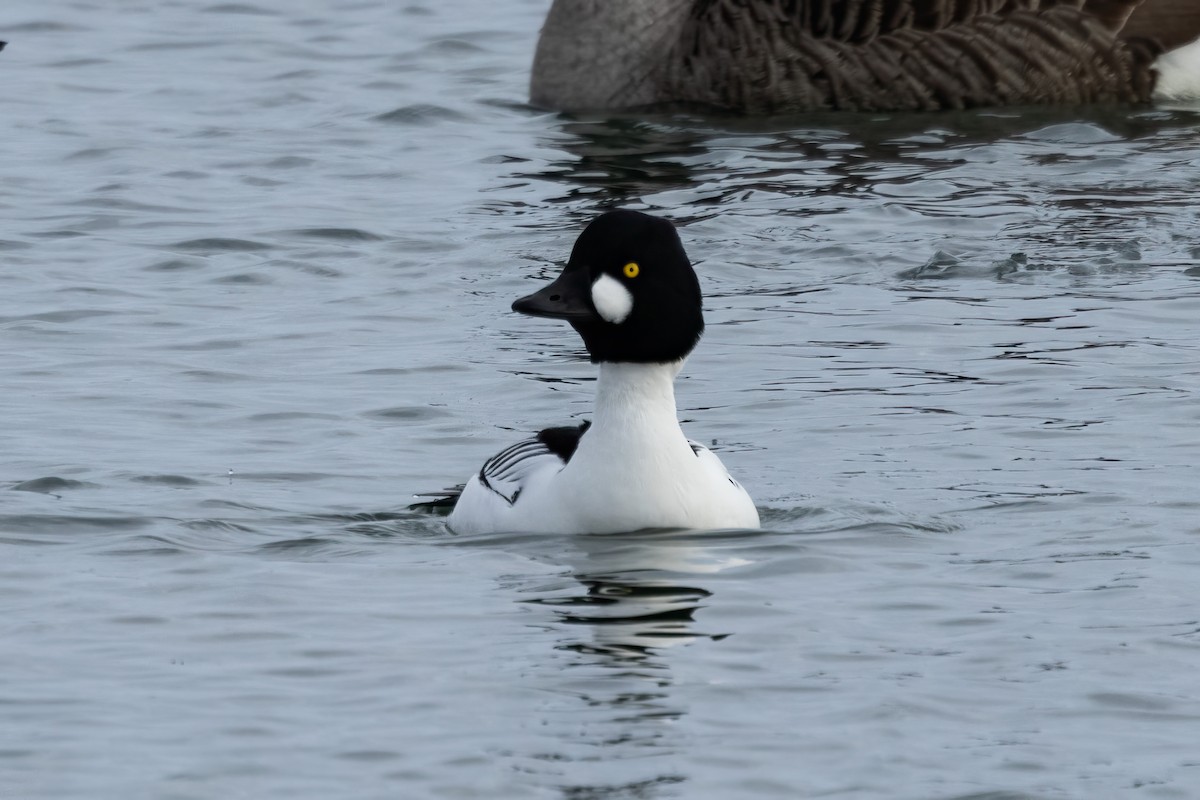 Common Goldeneye - ML627956988