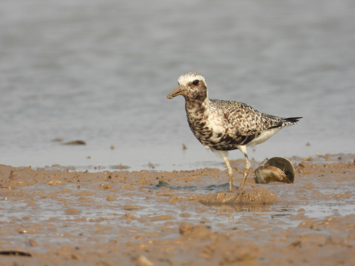 Black-bellied Plover - ML627957020