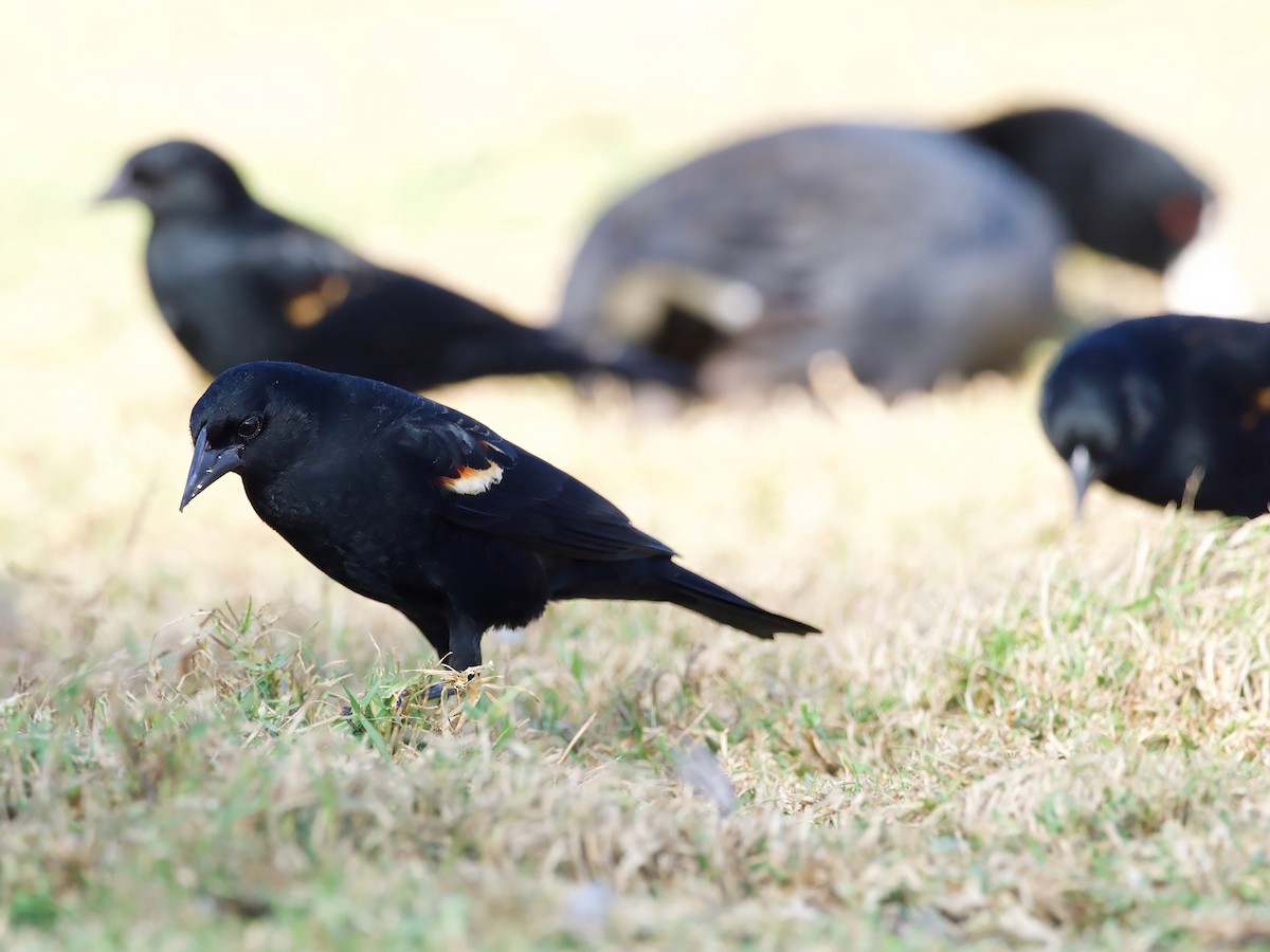 Tricolored Blackbird - ML627957083