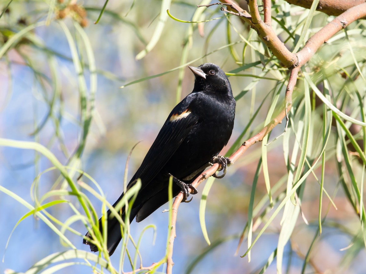 Tricolored Blackbird - ML627957084