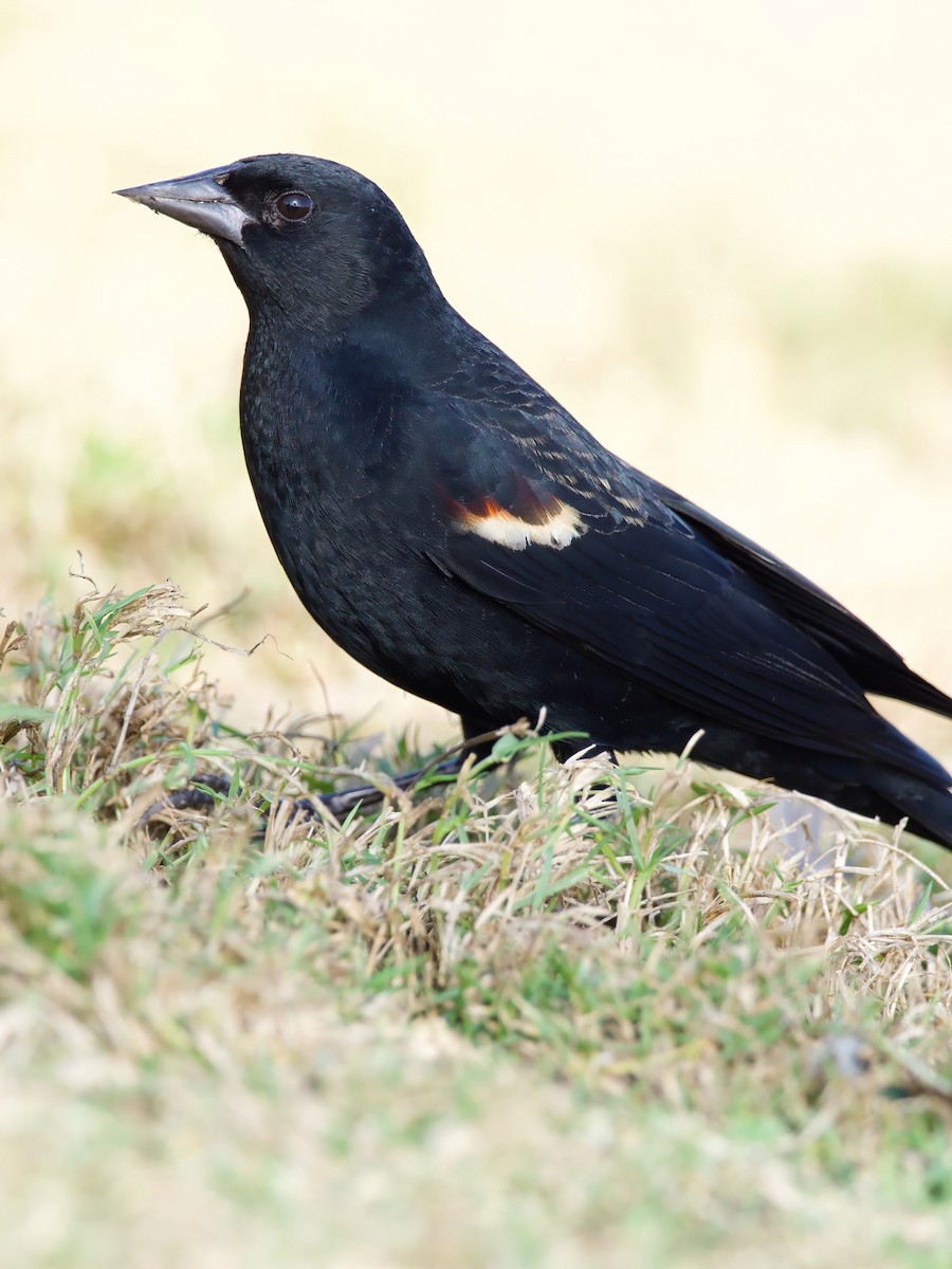 Tricolored Blackbird - ML627957085