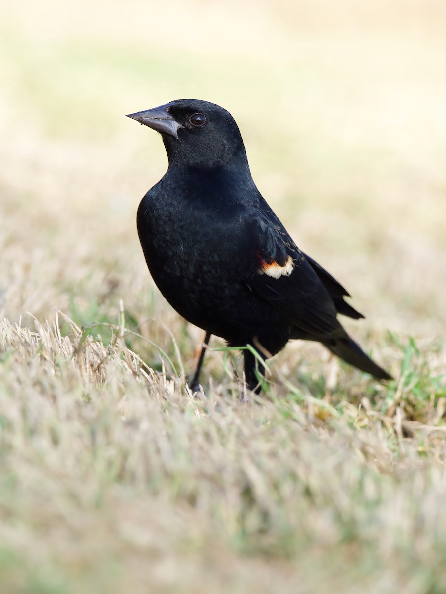 Tricolored Blackbird - ML627957086