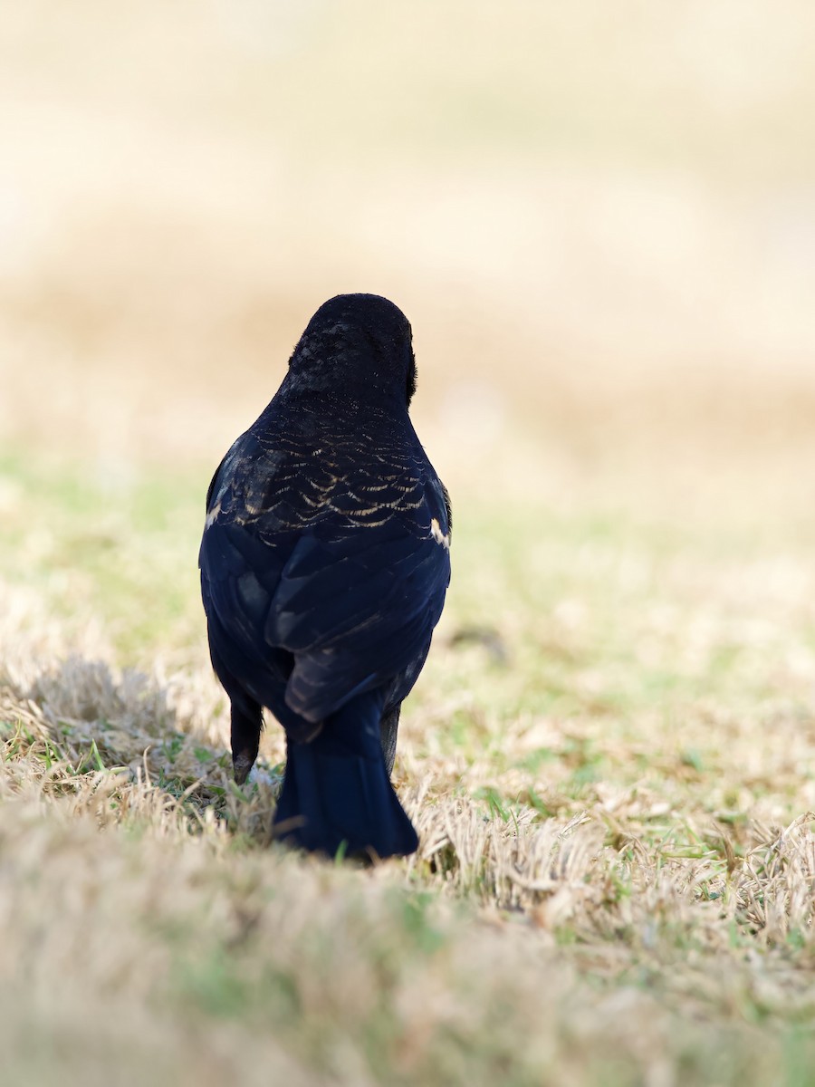 Tricolored Blackbird - ML627957087