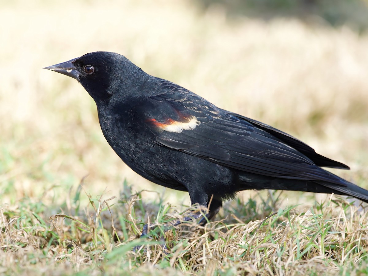 Tricolored Blackbird - ML627957088