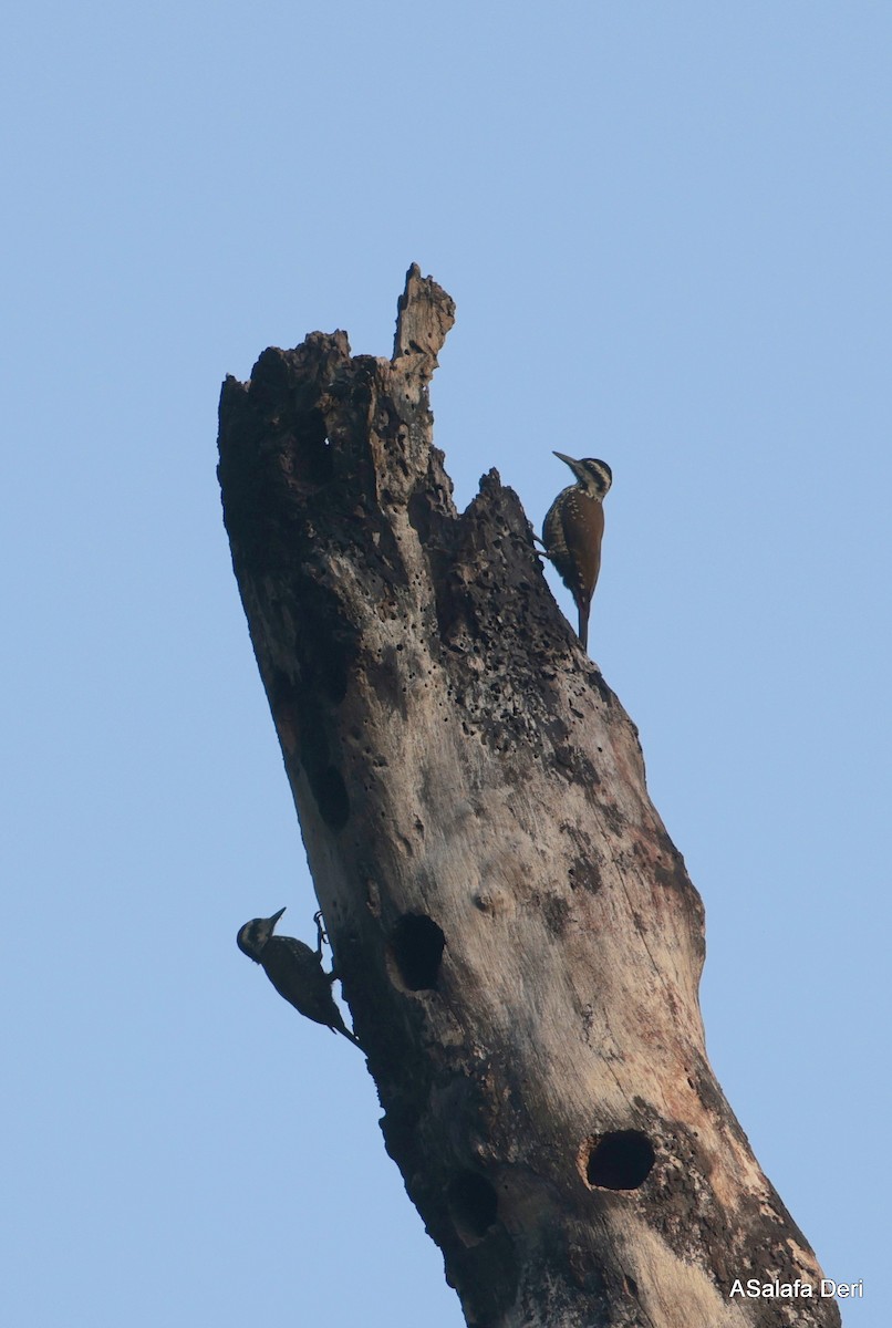 Fire-bellied Woodpecker - ML627957256