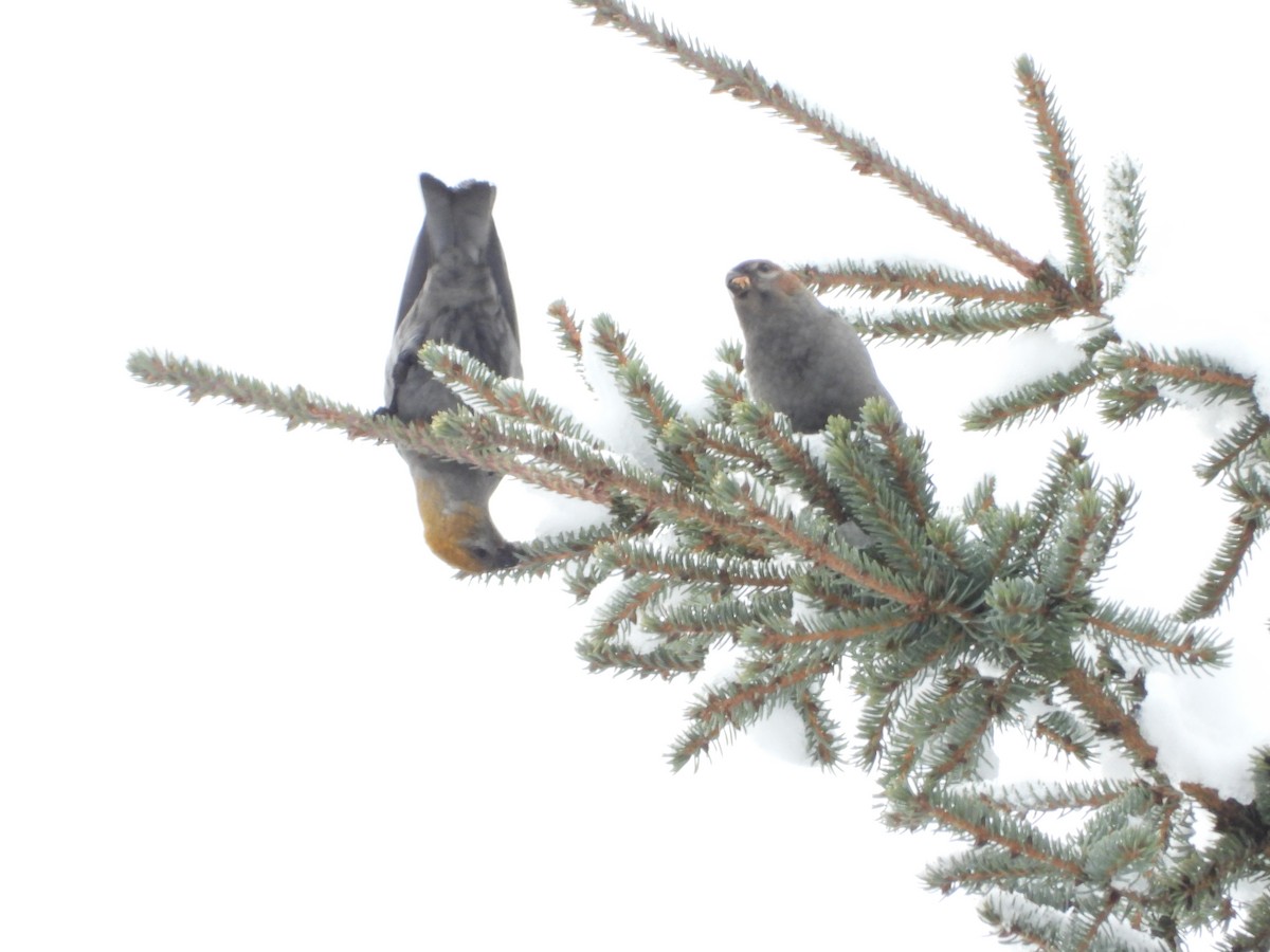 Pine Grosbeak - ML627957310