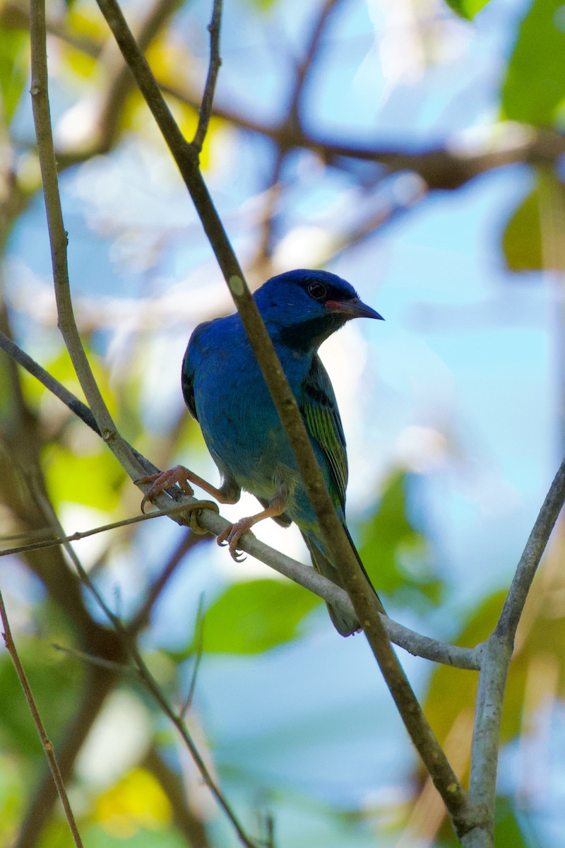 Blue Dacnis - ML627957337