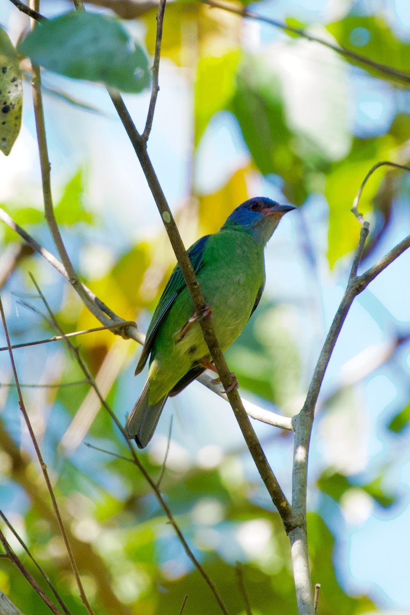 Blue Dacnis - ML627957400