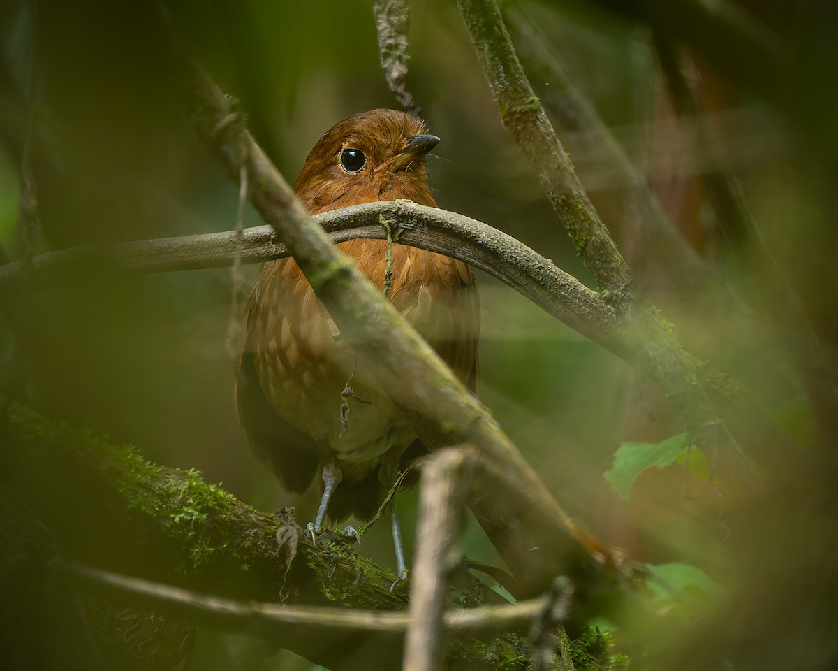 Chachapoyas Antpitta - ML627957460