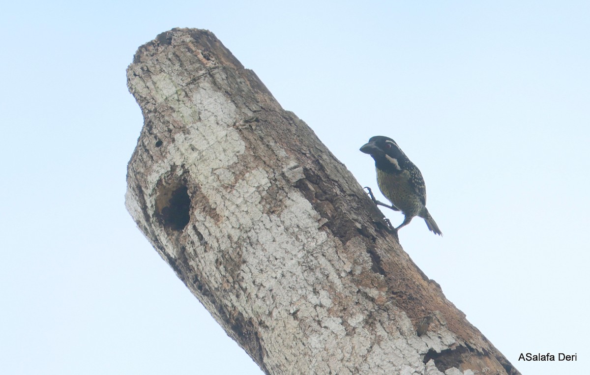 Hairy-breasted Barbet (Hairy-breasted) - ML627957540