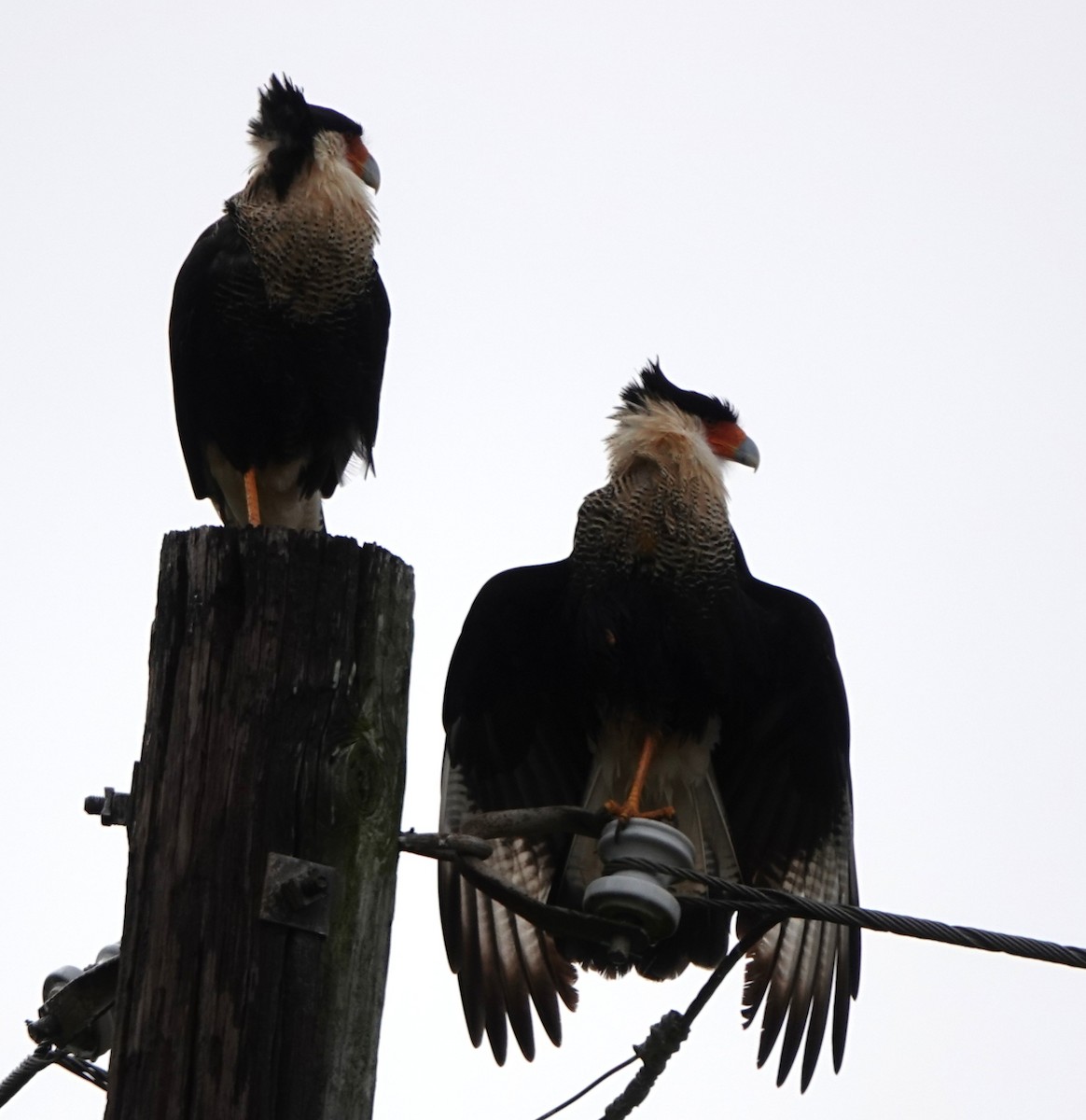 Crested Caracara (Northern) - ML627957553