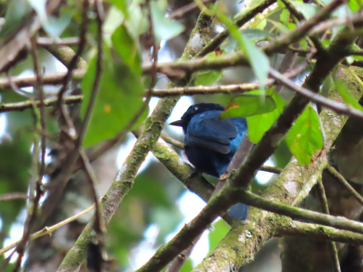 Purple-throated Cuckooshrike - ML627957557