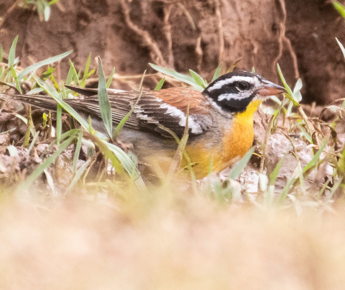 Golden-breasted Bunting - ML627957662