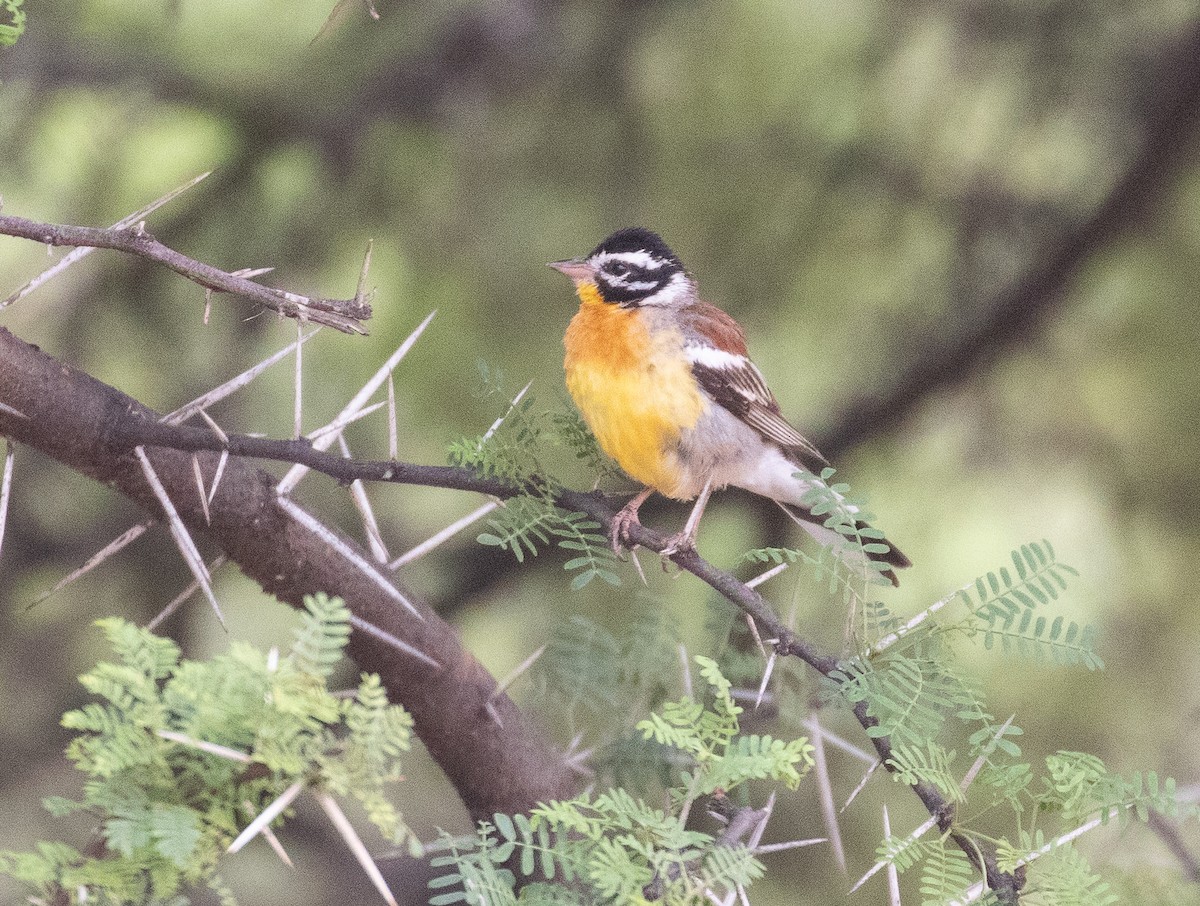 Golden-breasted Bunting - ML627957663