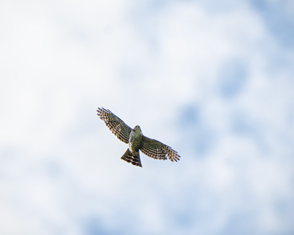 Semicollared Hawk - ML627957703