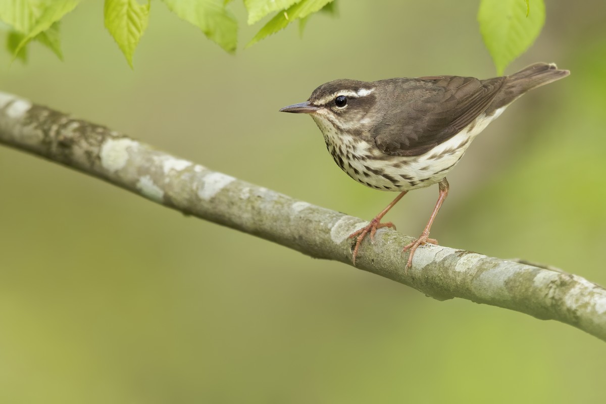 Louisiana Waterthrush - ML627957737