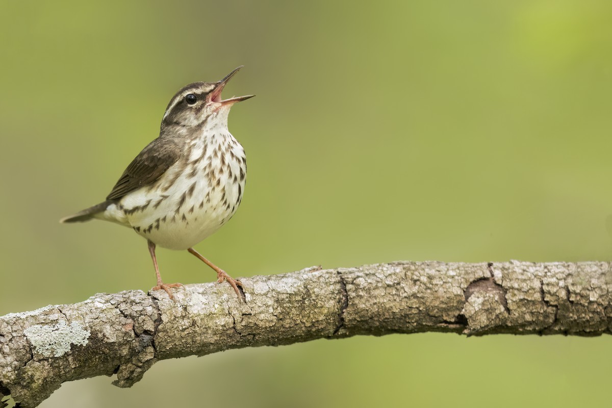 Louisiana Waterthrush - ML627957771