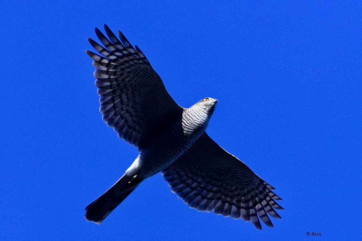 Eurasian Sparrowhawk - ML627957811