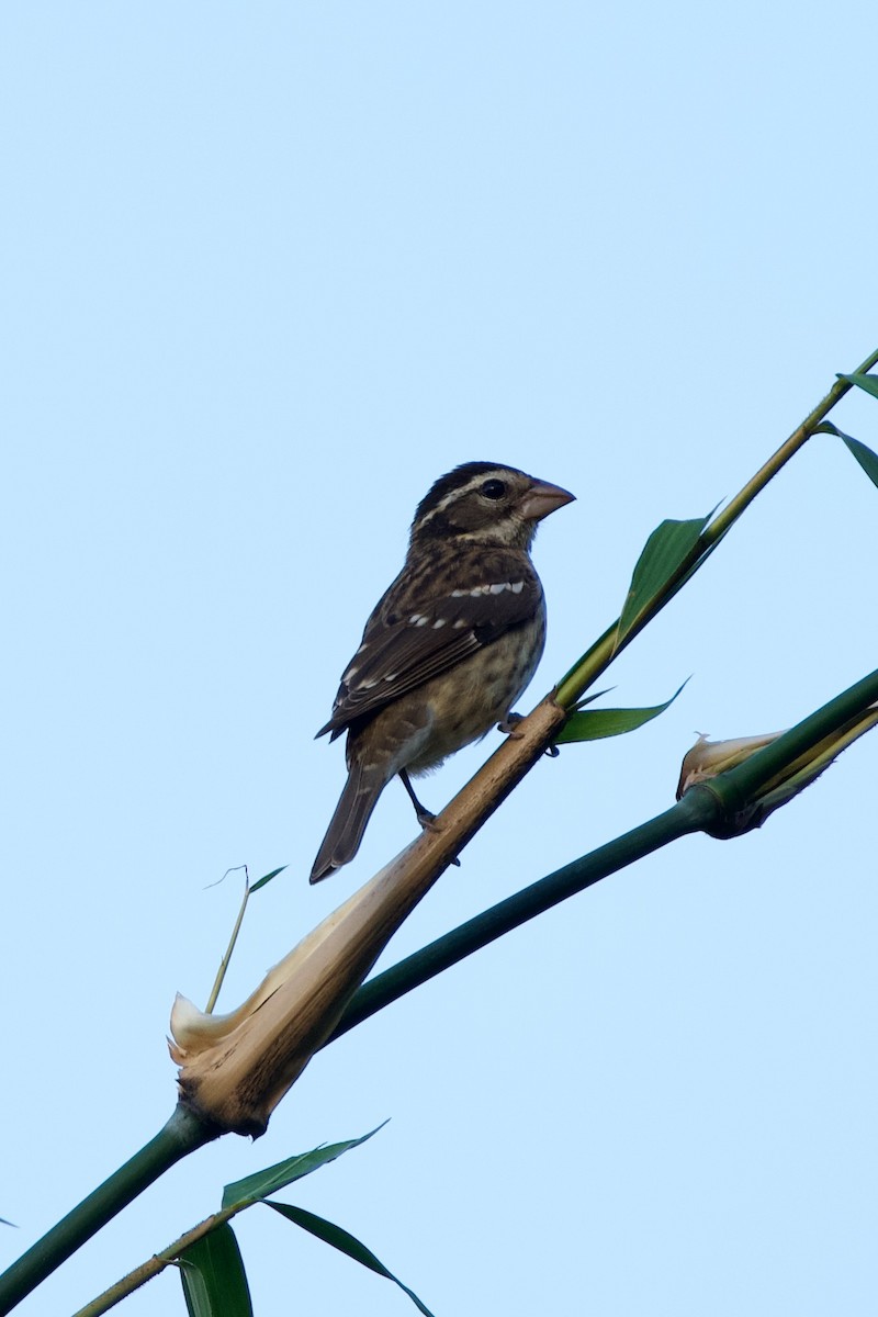 Rose-breasted Grosbeak - ML627957819