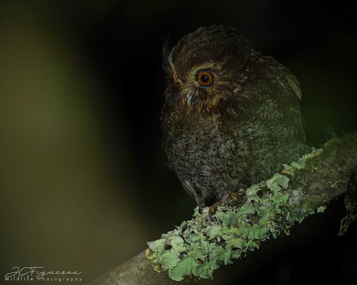 Long-whiskered Owlet - ML627957832