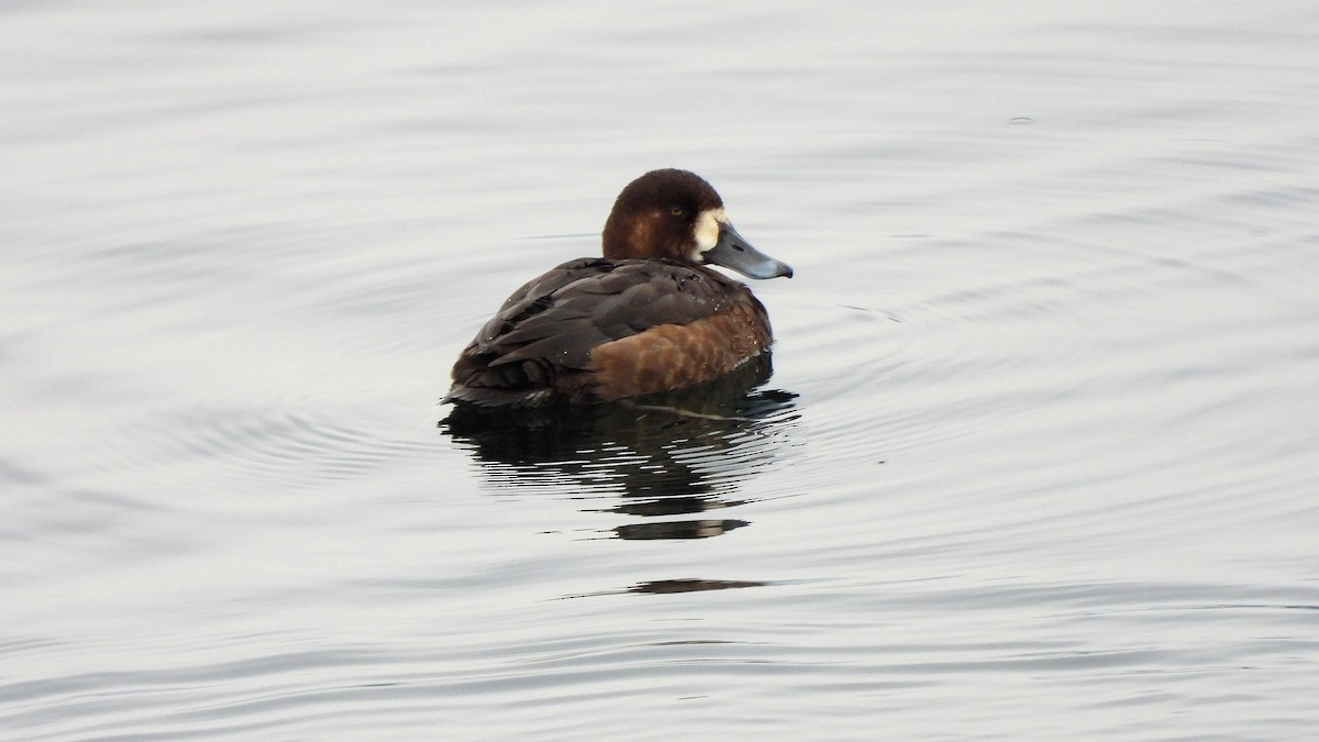 Greater Scaup - ML627957951