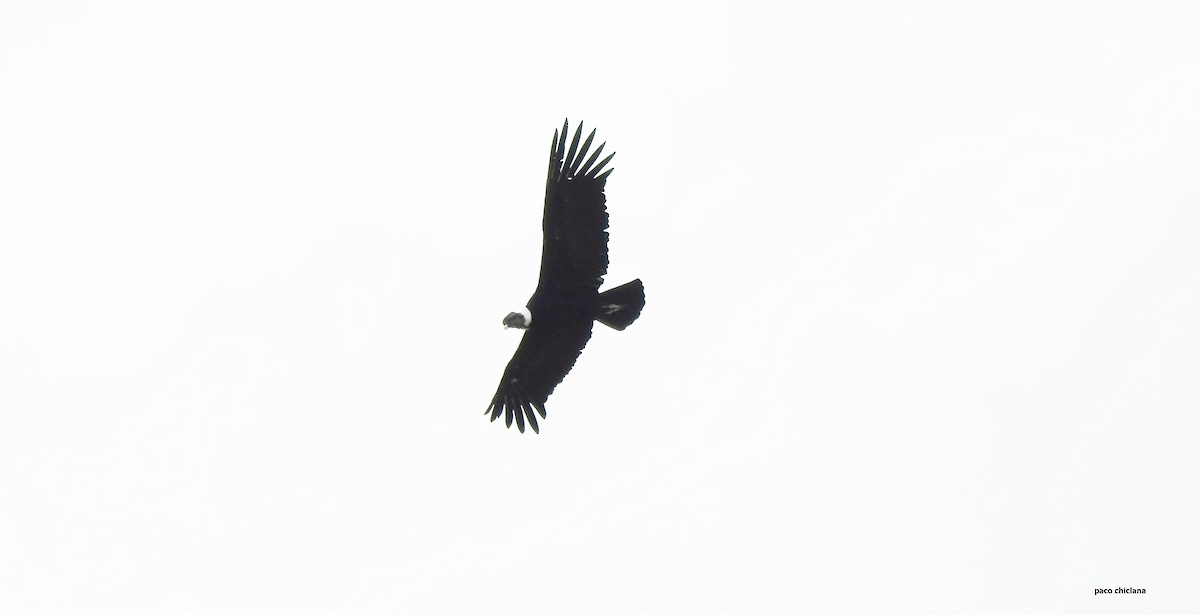 Andean Condor - ML627957956